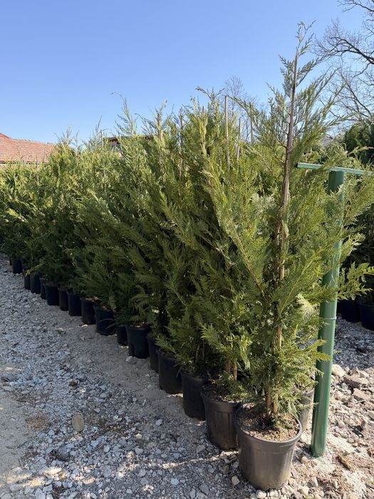Leylandii cupressus toate marimile