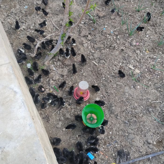 qora shahzoda joʻjalari sotiladi