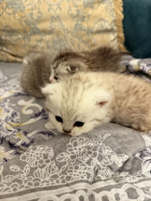 Котята,1месяцев