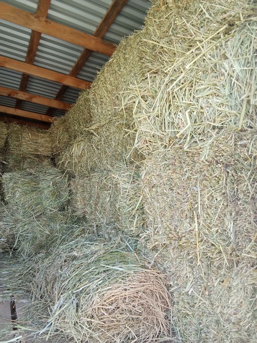 Сено суданка продам