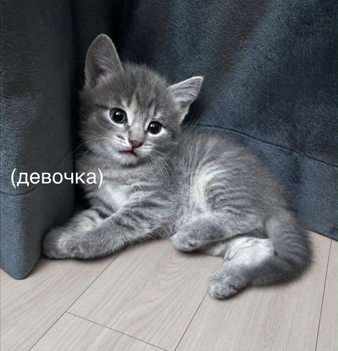 Отдам котят в добрые руки