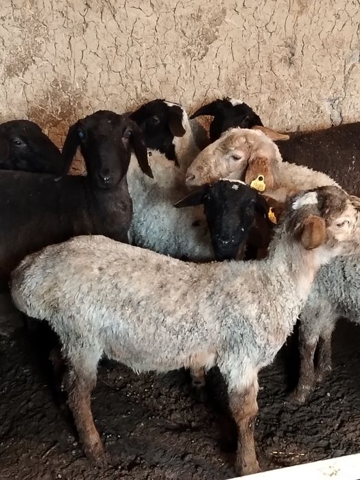 Семиз кошкар койлар