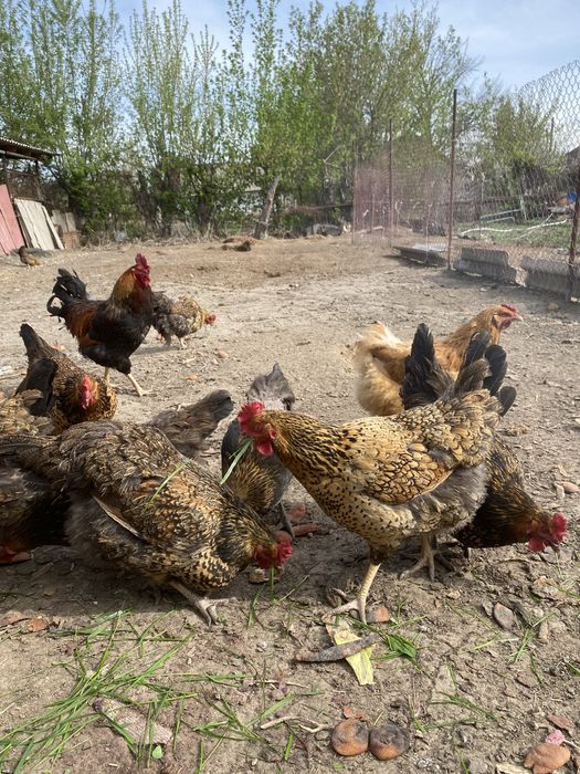 Продам яйца по 200 тг инку