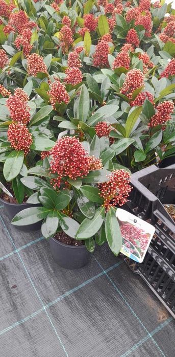 Скимия – Японски люляк (Skimmia japonica)