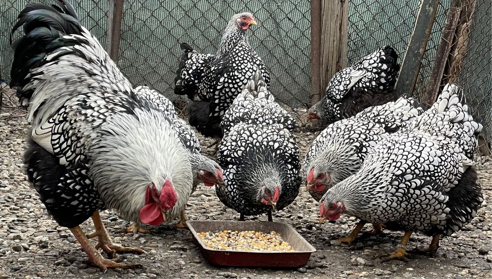 Oua disponibile  arginitiu