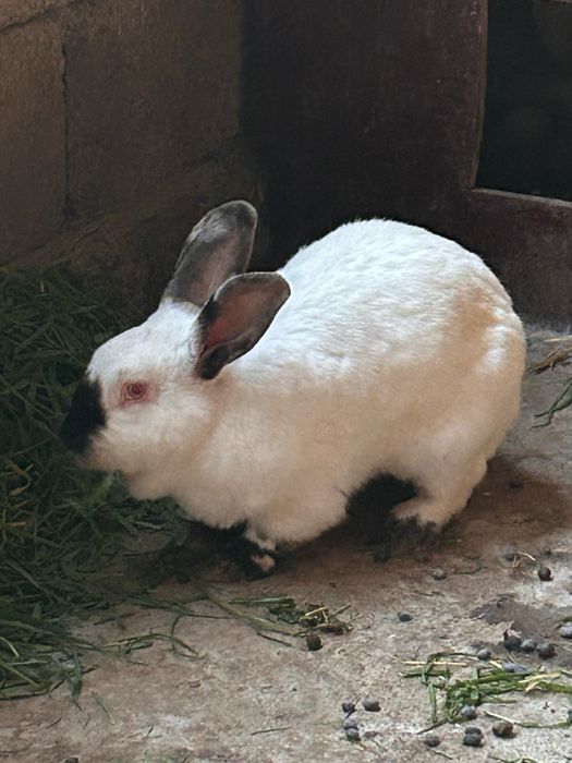 Кролики продам калифорня