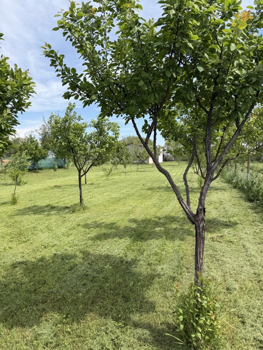 Vand casa cu livada in suprafata de 1000 mp