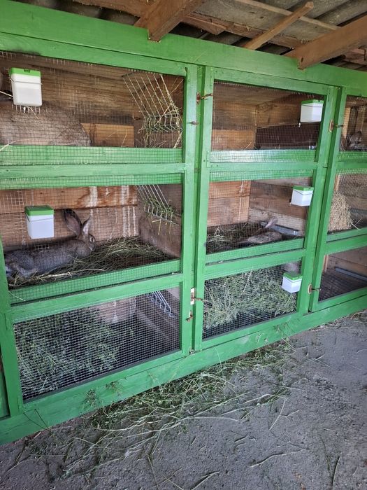 Iepuri ug de diferite vîrste din cuiburi separate