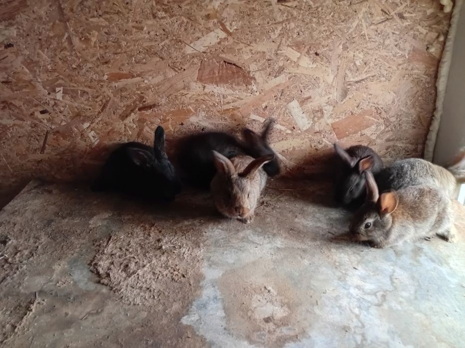 Iepurași de vânzare