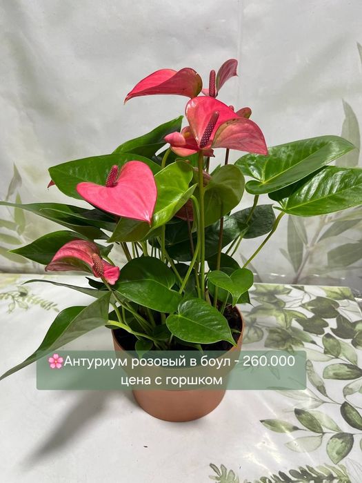 Антуриум, Женское счастье, Филодендрон Биркин, Аукуба и др