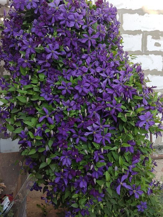 продам многолетние цветы.