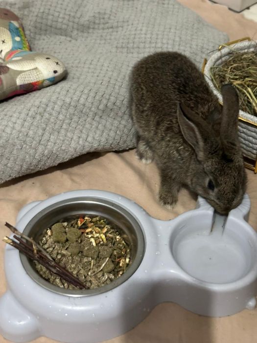 Продается кролик декоративный.