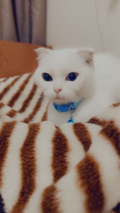 Скоттиш-фолд кошка