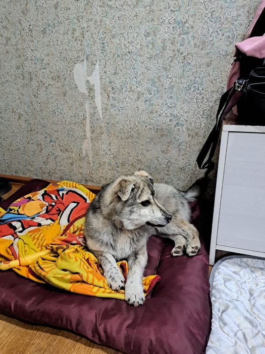 Отдам в добрые руки