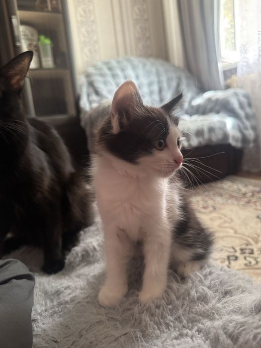 Отдам котенка в добрые руки