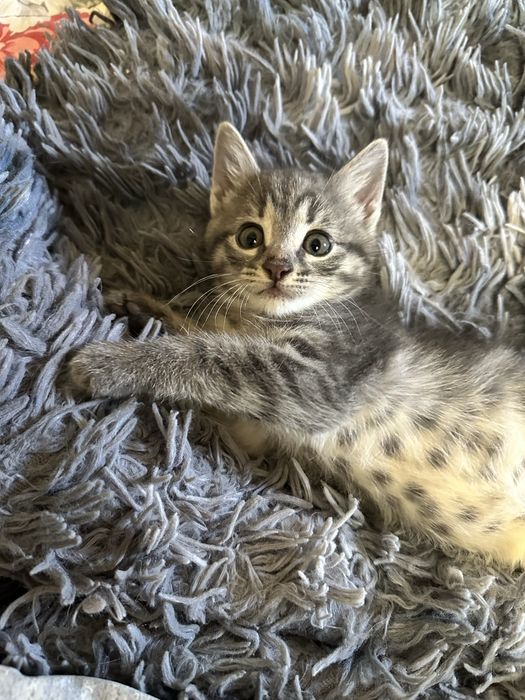 Котёнок в добрые руки. Мушукча хадияга берилади