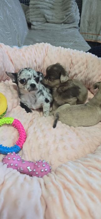 Малыши породы Чихуахуа