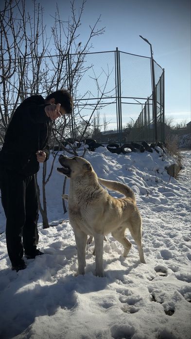 Алабай для вязки