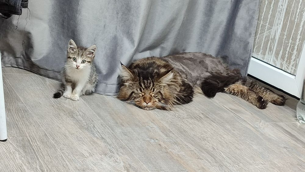 Отдам котенка в заботливые руки. Нашла под окнами
