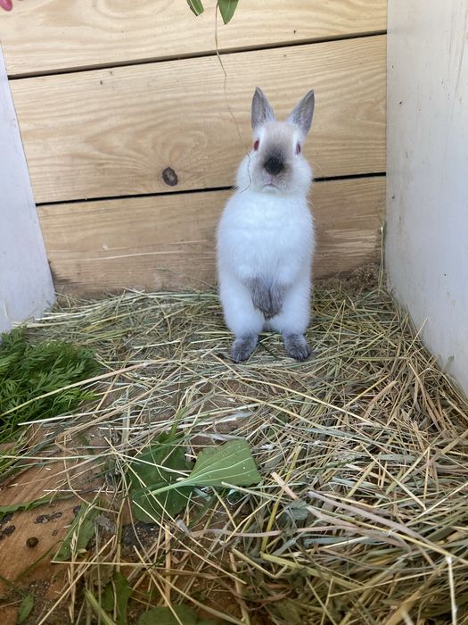 Pui de iepure REX PITIC, cu varsta de 4 luni, femelă