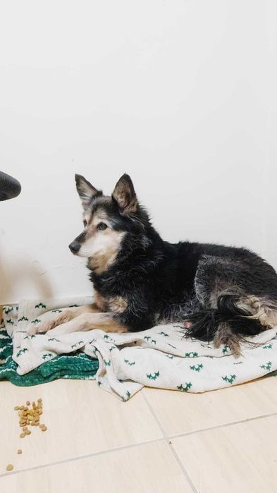 Adoptie: Catelusa blanda si minunata isi cauta o familie iubitoare