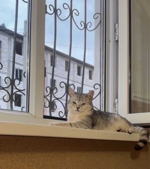 Прямоухо красивый мальчик