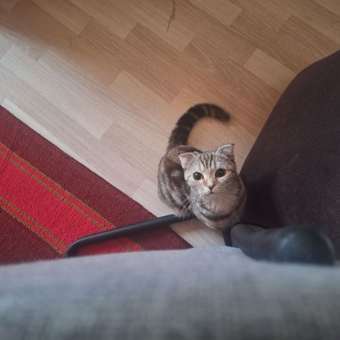 Пародистая домашняя кошка