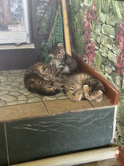 Шотландские котята