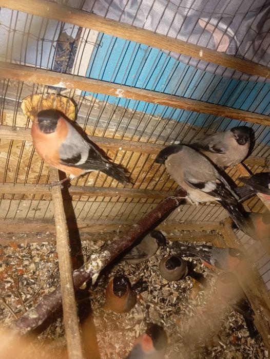 Продаются снигери самцы и самки