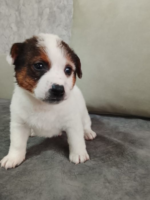 Большой выбор щенков Дворянины