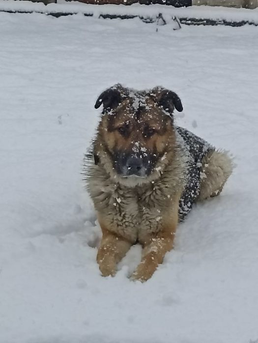 Отдам овчарку кобеля