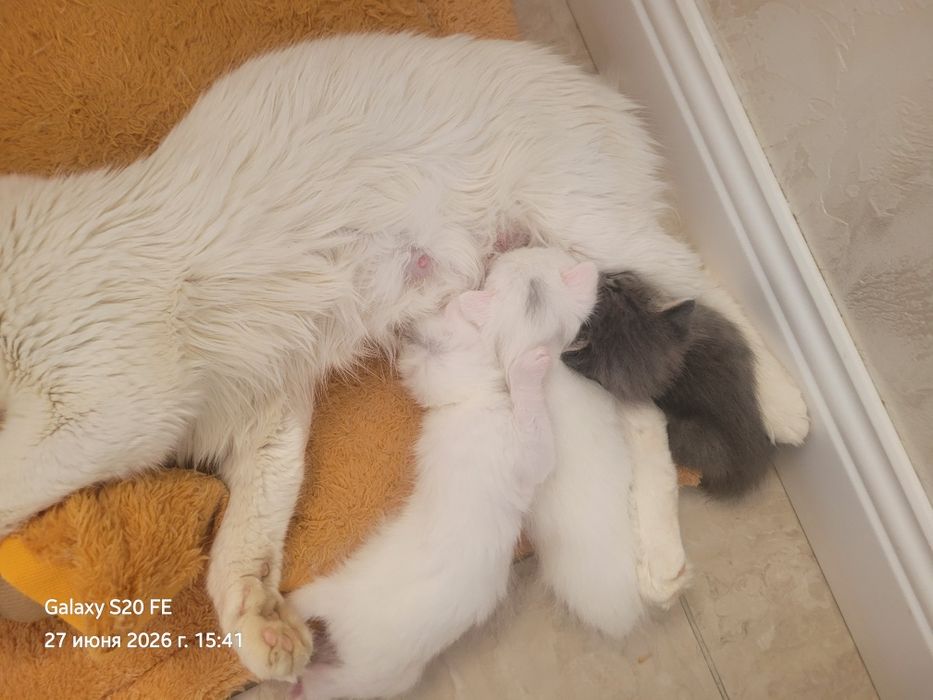 Отдам котят в добрые и заботливые руки!