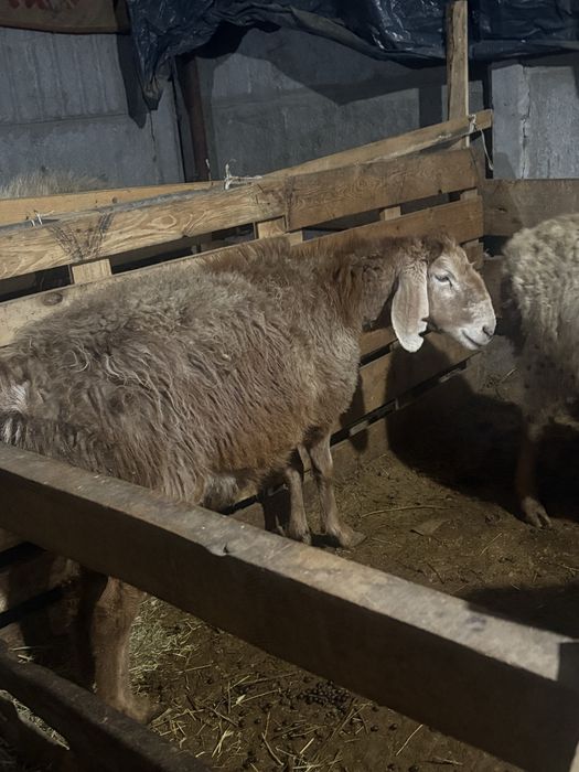 Тусактар сатылады Буаз