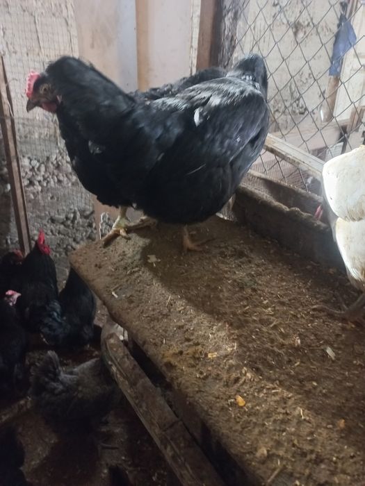 Үй тауықтары сатылады