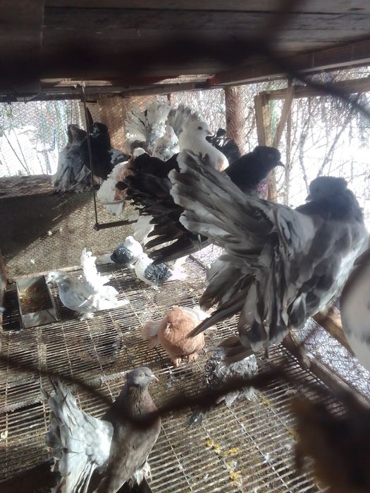 Porumbei voltat indian