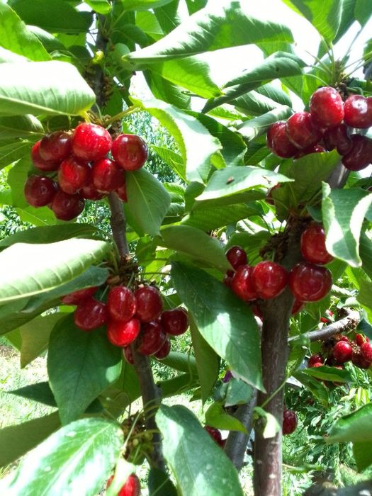 Гилос кучатлари сотилади