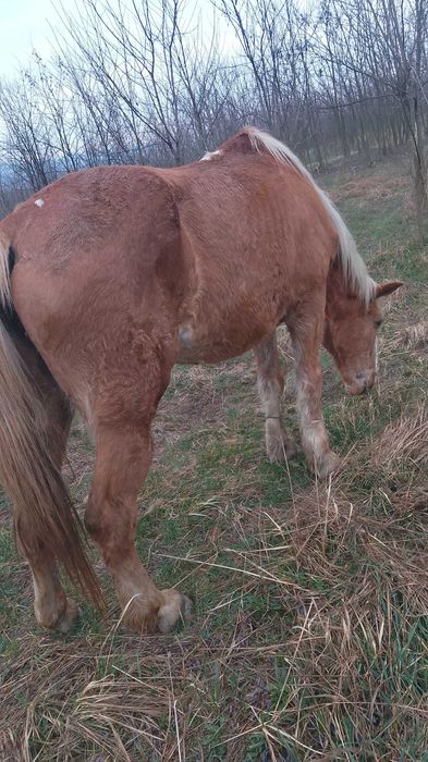 Vand sau schimb cu capre oi