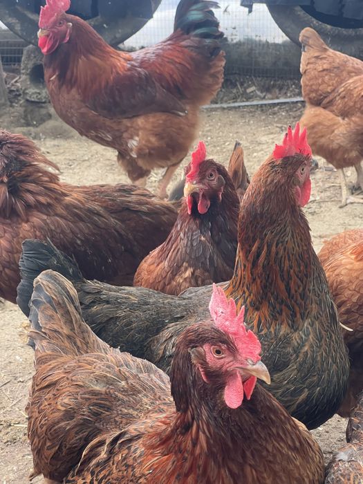 Тухум Tuxum Ханхяп тавуқларини уругланган тухуми бор инкубаторга