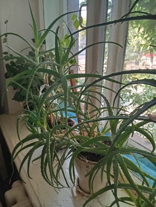 Продам Алоэ лечебный