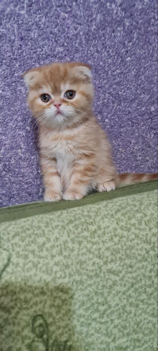 Продаются котята