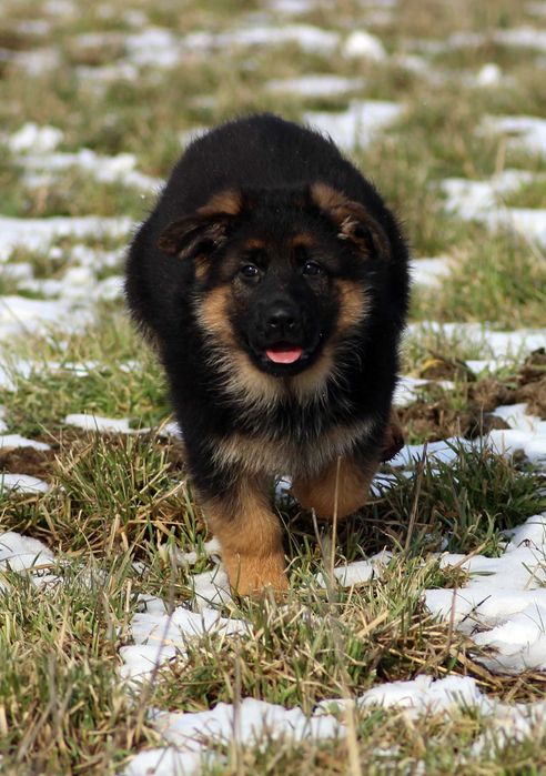 Pui ciobanesc german cu pedigree