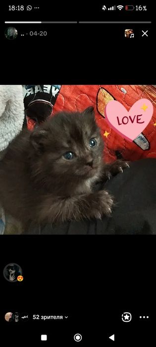 Отдам котят в добрые руки