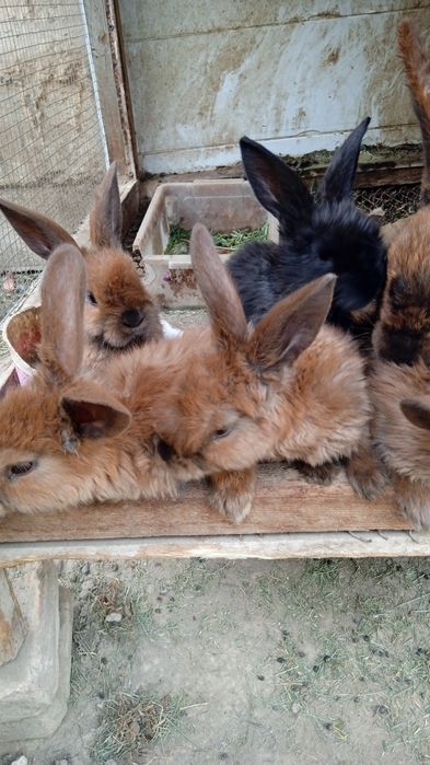 Продам крольчат 6 штук