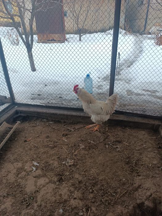 Домашний петух продам