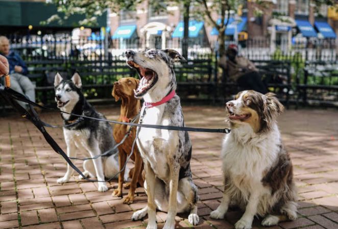 Plimbari Caini sector 1,2,3,4,5