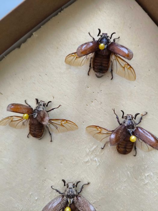 Картина Репина "Жук скаробей".