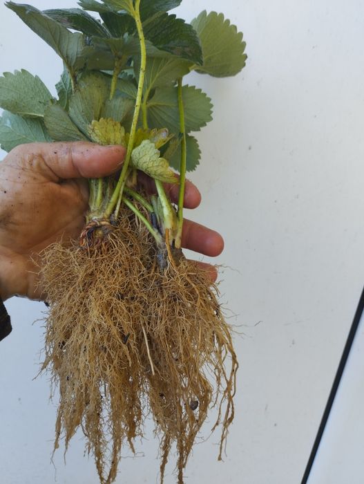 Разсад ягоди,перфектно качество