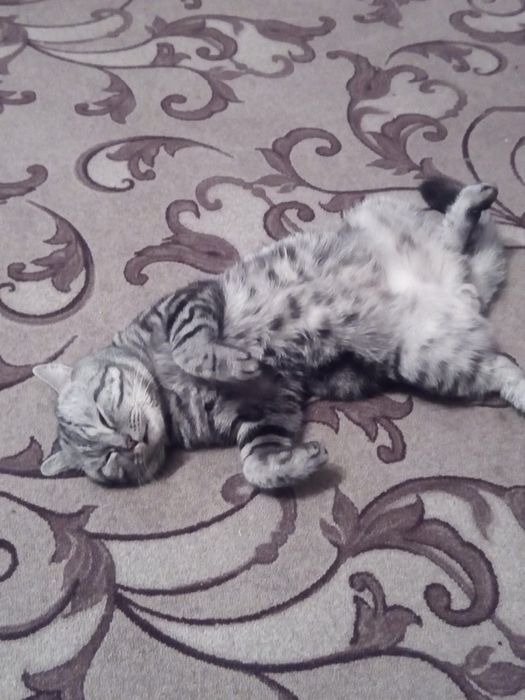 Шотландец  Скотиш Страйт  вязка