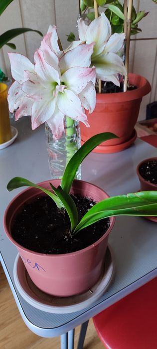 Комнатные.  цветы