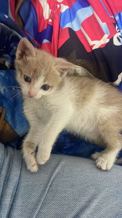 Motan în vârstă de 2 luni dat spre adopție